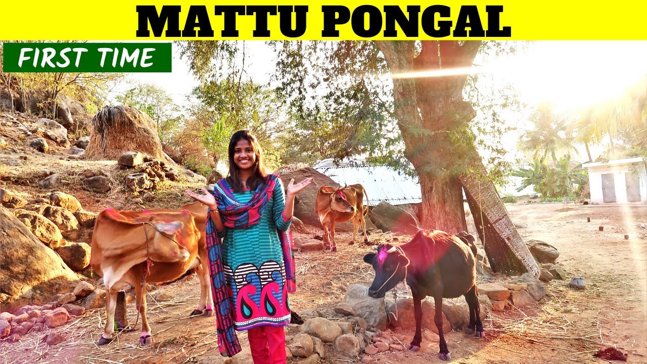 Mattu Pongal Celebration in Tamil | மாட்டுப்பொங்கல் ...