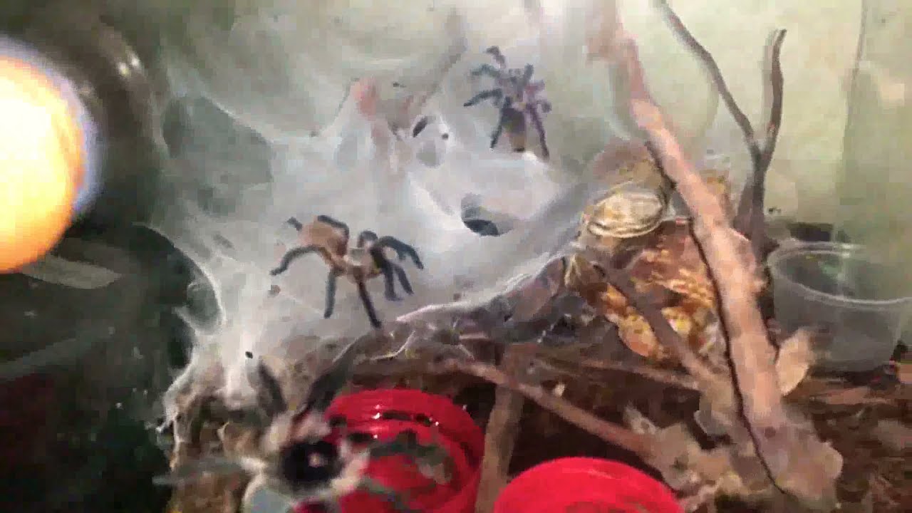 Гуси-Кони Monocentropus Balfouri 🦆🐎