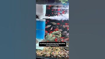 Bộ lọc chìm đa năng 4 trong 1 cực tiện lợi | Multi-use submersible filter #aquarium #shorts