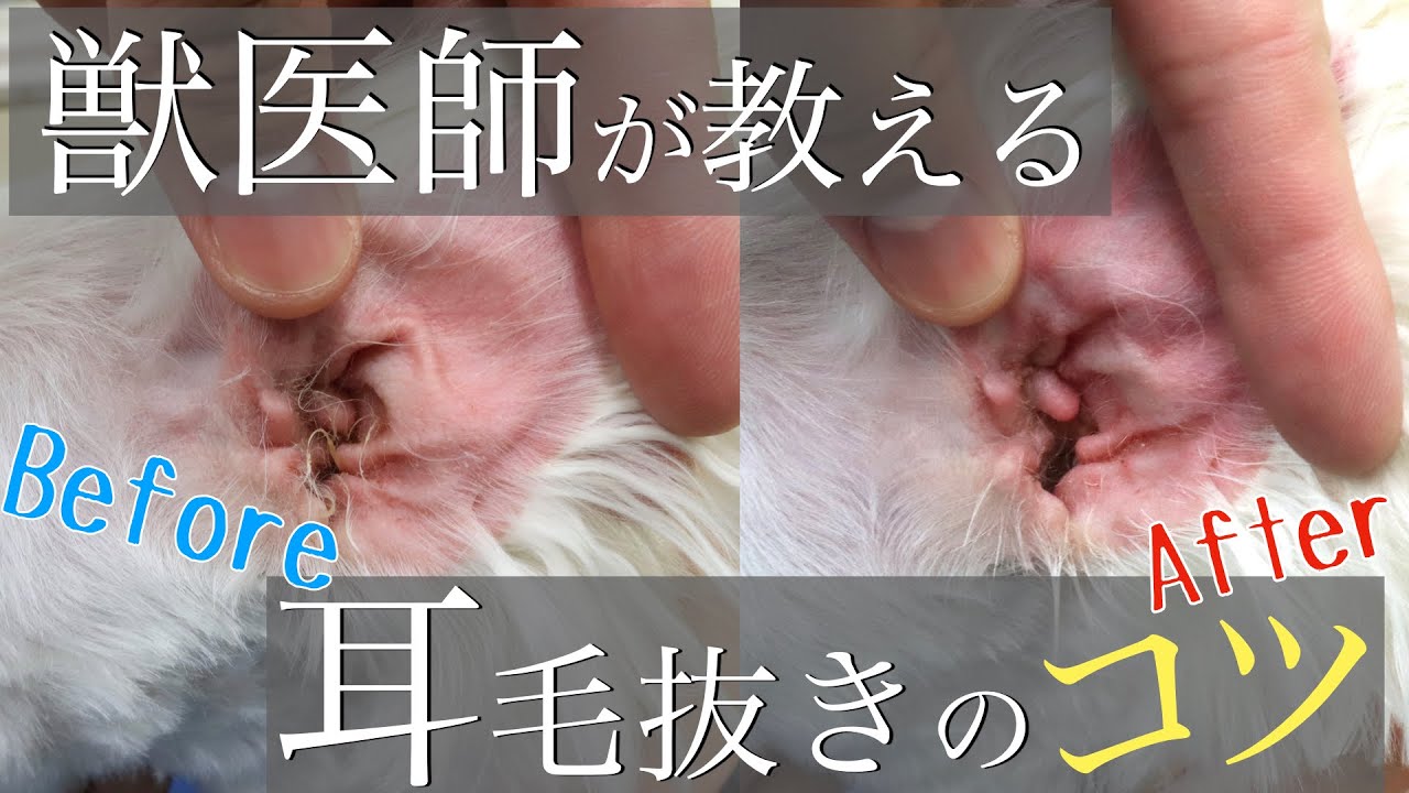 犬 毛 を むしる