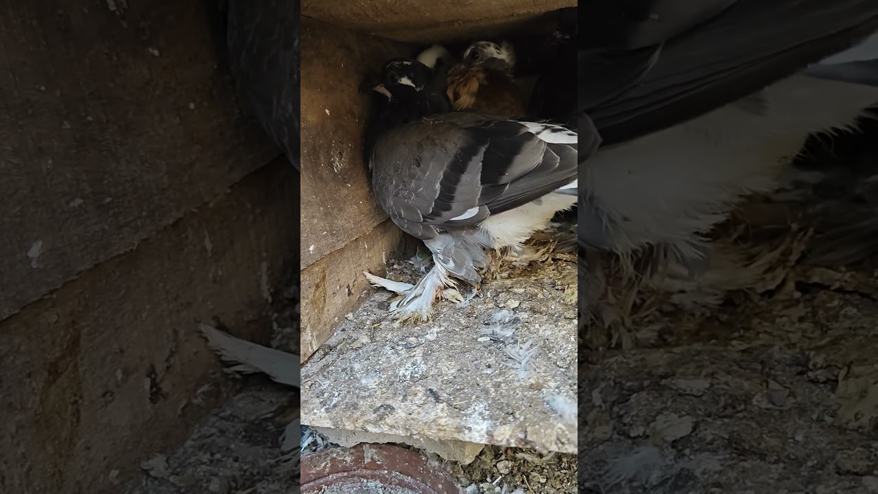 12 February 2024🕊️👍