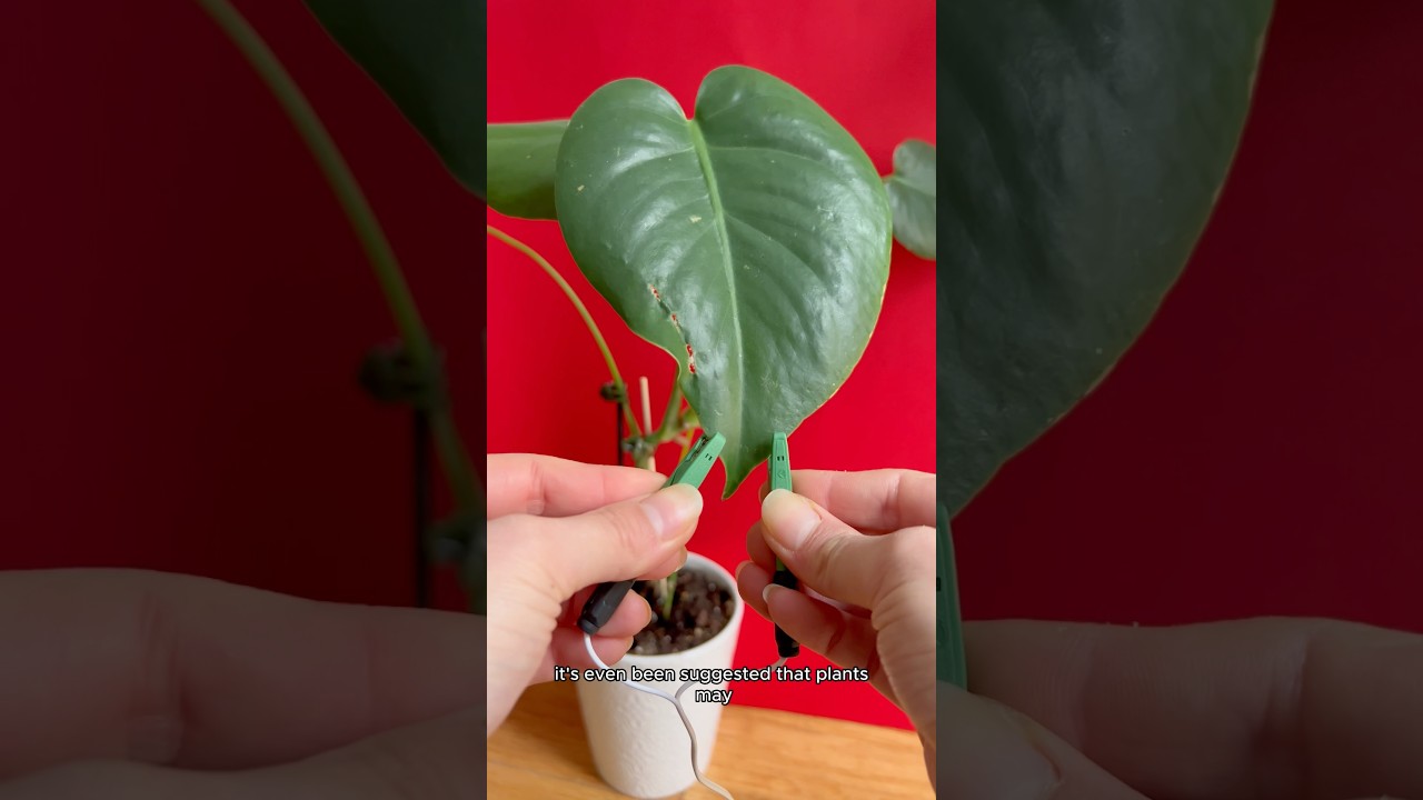 do plants really make music? this is what they sound like