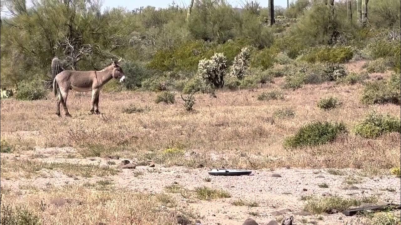 New River Donkeys YouTube