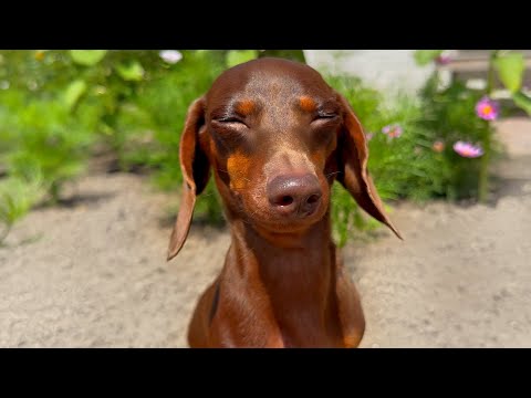 A walk in the flower garden with 3 Mini Dachshunds.