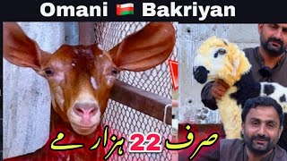 🍀 Omani Goats 🇴🇲 🖤 Teddy Bacho Wali Bakriyan | Bhains Colony Bakra Mandi Se Sasti 😍 