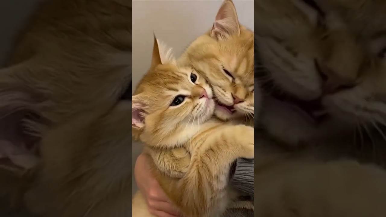 বিড়ালদের মধ্যে ভালোবাসার মুহূর্ত। 