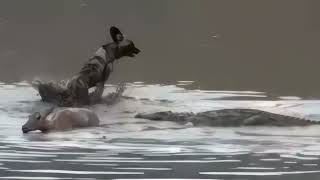 Crocodile And Wild Dogs Cant Stop Antelope