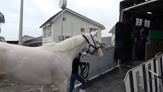 【札幌記念2022】ソダシいざ札幌記念へ　在厩する函館競馬場から札幌競馬場に出発《東スポ競馬ニュース》