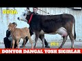 DONYOR DANGAL BOLASI BUQA YOSH ISHONCHLI SIGIRLAR ANA XOLOS
