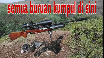 BERBURU AYAM HUTAN,1 lokasi 3 poin
