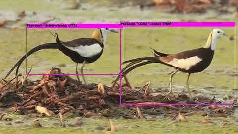 NVIDIA Jetson TX2 YOLOv3 Object Detection&Auto Video Upload