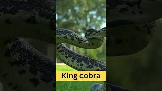 King Cobra  Some Specification  101 Facts #viralvideo