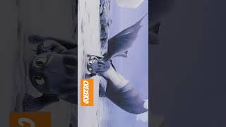 Download How to Train Your Dragon: Snoggletog Log (2019 ) #trends #viral #anime #kidstv