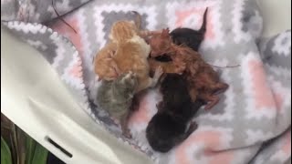 Stray cat chooses a woman to help with her newborn kittens