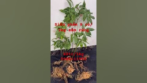 31/10 Xuống núi 2kg/ 8 củ #sâm rừng, nhìn sâm già chắc quá víp mà giá phải chăng #sâm_lai_châu_rừng