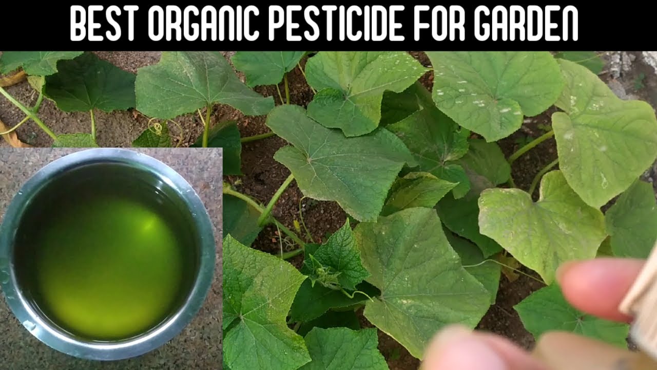 Best organic pesticide for any plants Insecticide for vegetable