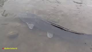 Indigenous couple builds a primitive fish trap to catch big fish | Primitive Life