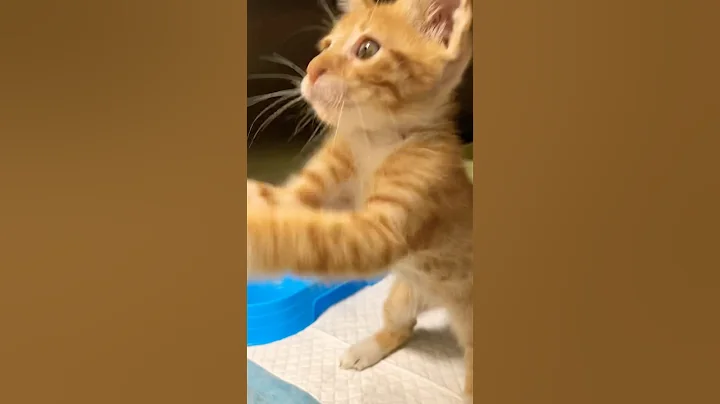 Video 10616971: abyssinian kitten cat, cats abyssinian beauty, cat cute pets