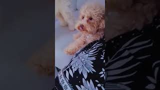 #furbabyfun #blueycartoon