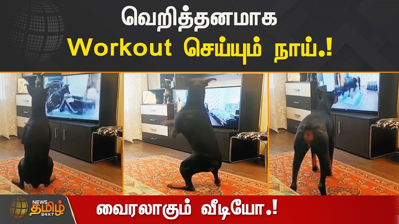 வெறித்தனமாக Workout செய்யும் நாய்.! வைரலாகும் வீடியோ.! Dog Exercise
