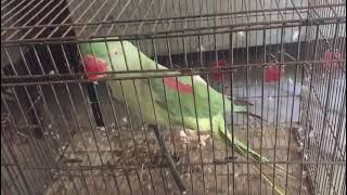 Alexandria Parrot | Raw Female Parrot | Ringneck Pahari tota by ocean life 28 views 3 years ago 14 seconds