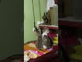 പൂച്ച സർ പറഞ്ഞ പോലെ എല്ലാരും subscribe ചെയ്യാൻ മറക്കരുത് 🐈🐈 #cute pets