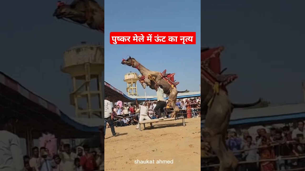 ऊंट नृत्य | camel dance pushkar fair 2024 