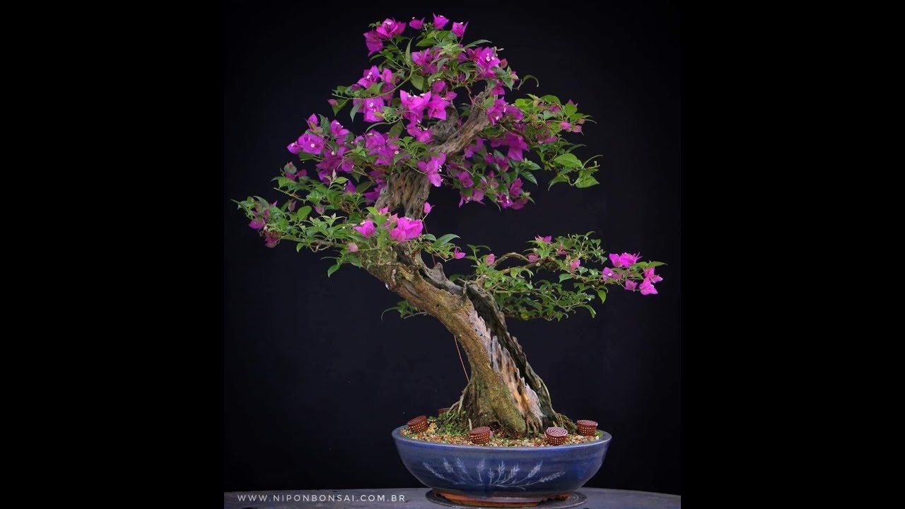Bouganville Estética do Bonsai Dicas de Floração YouTube