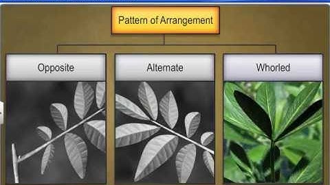 CBSE Class 11 Biology || Leaves of Flowering Plants || By Shiksha House