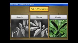 CBSE Class 11 Biology || Leaves of Flowering Plants || By Shiksha House