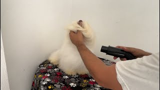 Mi PERRO le TIENE MIEDO a la SECADORA | QUE HAGOOOO