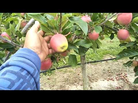 Video: Pohon Apel