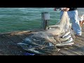 Everyone should watch this fishermens  amazing cast net fishing mullet on the beach