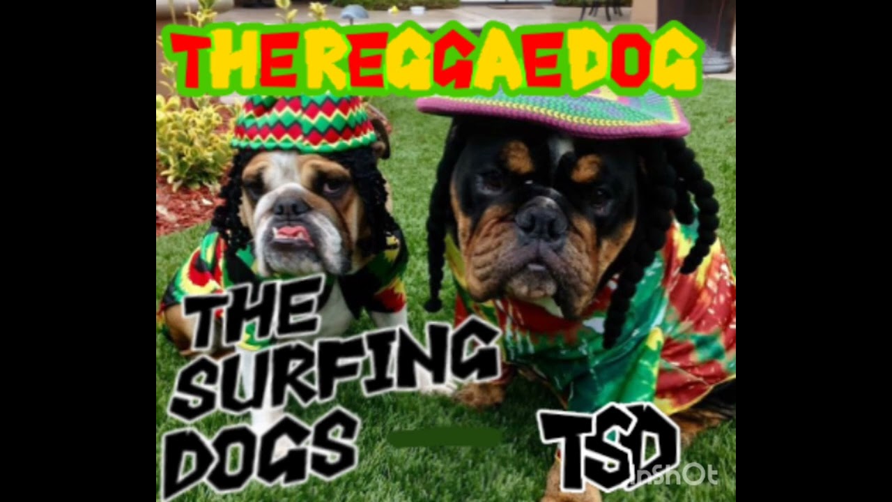 The Surfing Dogs (TSD) - Dogs vs Cats [from the album The Reggae Dog] Official Audio