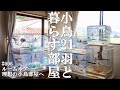 小鳥21羽と暮らす部屋 田舎のおうちの小鳥部屋ルームツアー 理想の小鳥部屋へ向けて #006