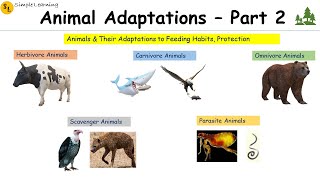 Simple Science -Animal Adaptation for Feeding & Protection-Fourth Grade Science-Class 4 Science