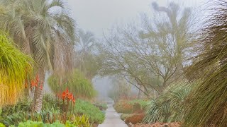 Walking the Desert Garden During an Early Morning Fog in Winter (4K)