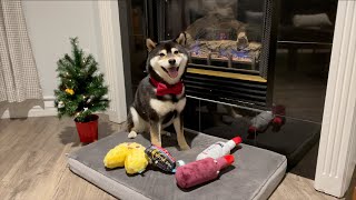 So Many Toys! | Xmas | Tiny Rick The Shibe