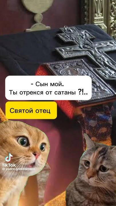 Святой отец #котымемы #talkingcats #говорящиекоты #смех #мемы # ...