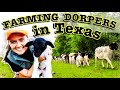 16 SHEEP HAVE HOW MANY LAMBS? | SMALL-SCALE DORPER SHEEP Farming