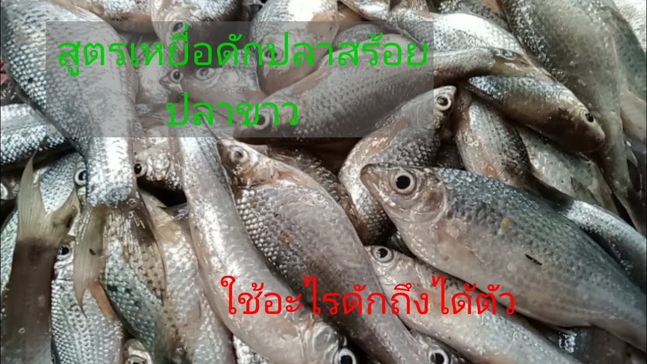 สูตรเหยื่อดักปลาสร้อยปลาขาวที่ได้ผลดี