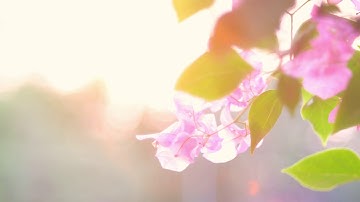 سورة المنافقون - سورة 63 -  al-Munāfiqūn is the 63rd chapter of the Qur'an فقير محمود القارئ