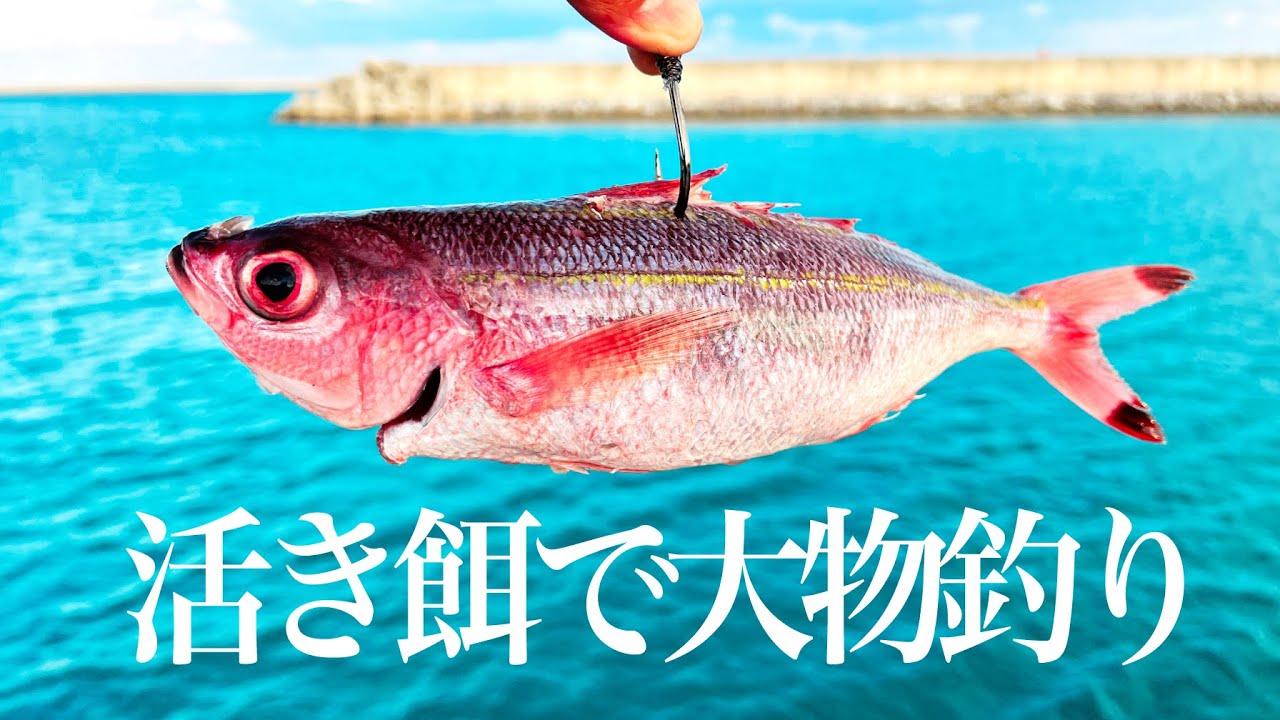 グルクンの泳がせ釣りで念願の大物が食いついた - YouTube