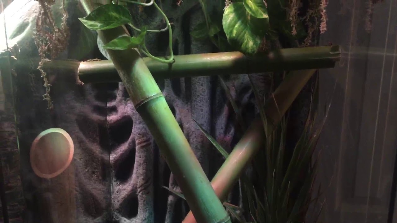 How to put bamboo in a reptile tank YouTube