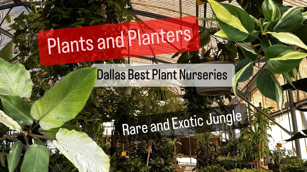 Big Box Store Plant Shopping Alternative Local Plant Nursery Plants and Planters Tour
