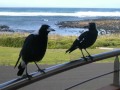 Dawn Chorus - Australian Magpies