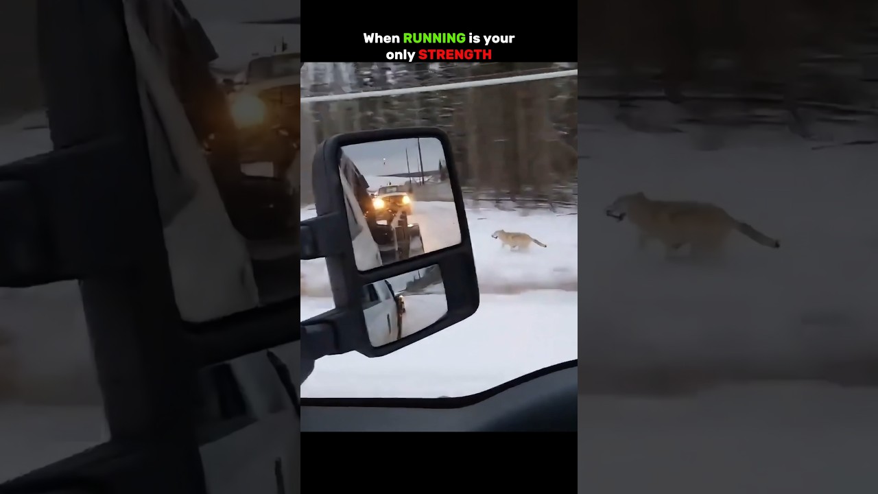 Running For Life... #wildlife #animalbehavior #animals #wolf #hunting