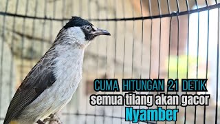 Suara Kutilang Muda Gacor Ribut, Dijamin semua tilang Langsung Nyaut Bunyi