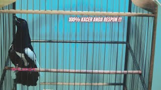 TERAPI PANCINGAN KACER LELET MALAS BUNYI LANGSUNG GACOR !!!