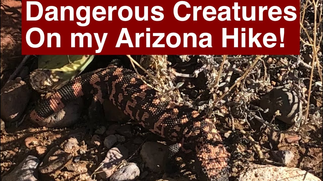 Dangerous Animal Encounters Hiking In Arizona - Gila Monster and …